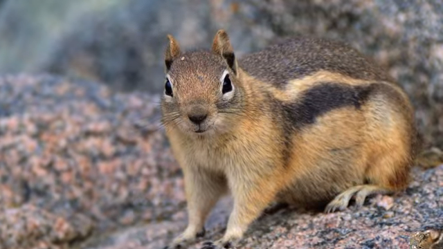 How To Keep Squirrels Chipmunks Mice Moles And Gopher Out Of