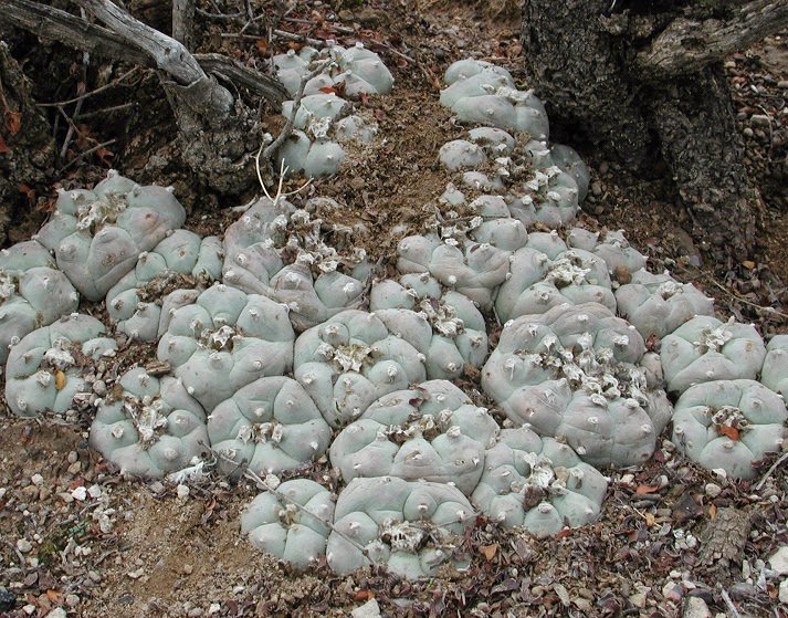 Peyote growing in its natural habitat
