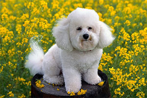 bichon frise tears