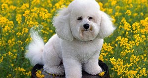 Canine Health Answers Eye Care For Bichon Frise Signs Symptoms Eye Care For Bichon Frise