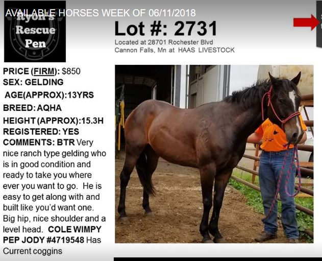 North Horse The Secret Behind Kill Pen Rescues (and How Much a