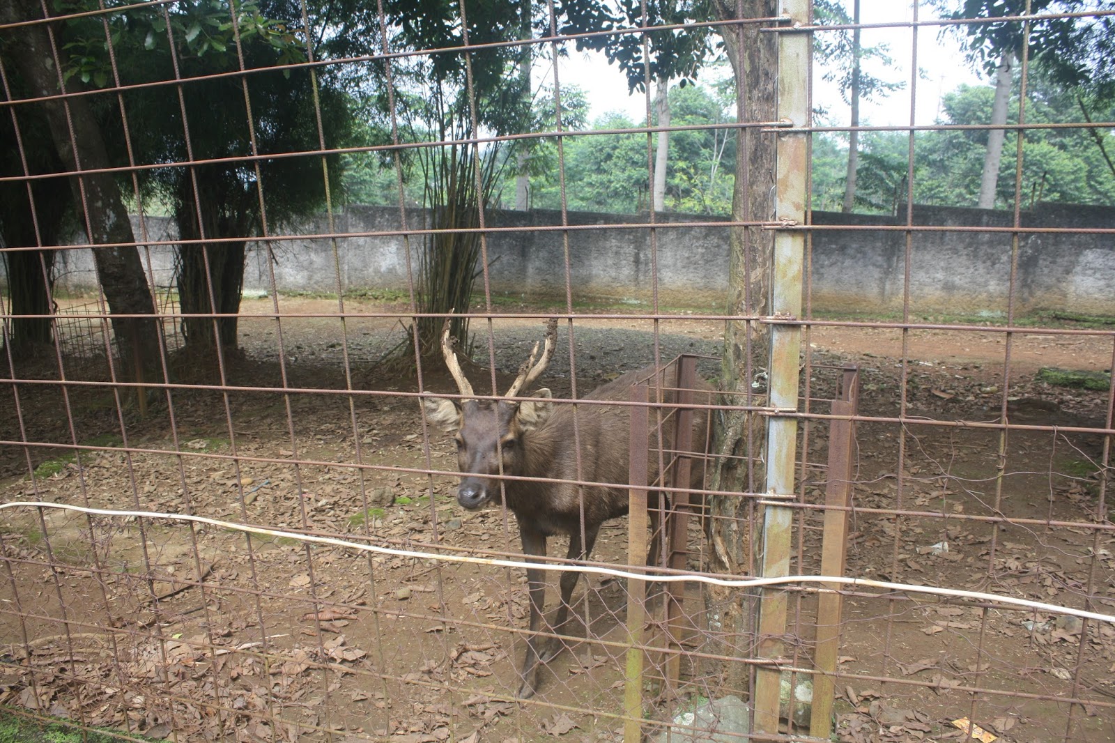 villa purnama cilember puncak cisarua ~ Tempat wisata ...