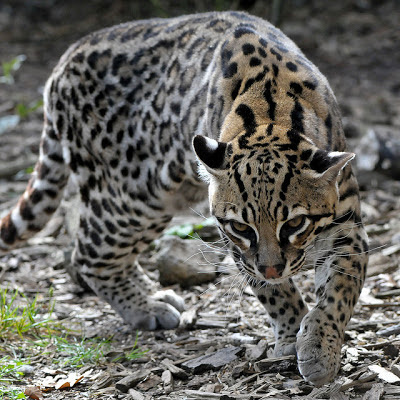 Ocelot Animal | Facts Information & Latest Pictures | All Wildlife