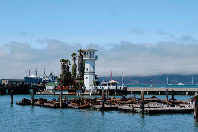 san francisco embarcadero san francisco embarcadero pier 39 sea lions