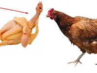 19+ Daftar Perusahaan Peternakan Ayam Terbesar di Indonesia