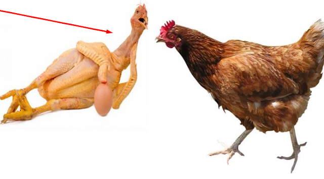 Perusahaan Peternakan Ayam Terbesar di Indonesia