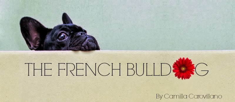 The French Bulldog                                