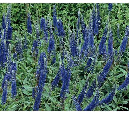 Skillin&rsquo;s Garden Log: Skillin&rsquo;s Perennial Additions for 2011! N-Z