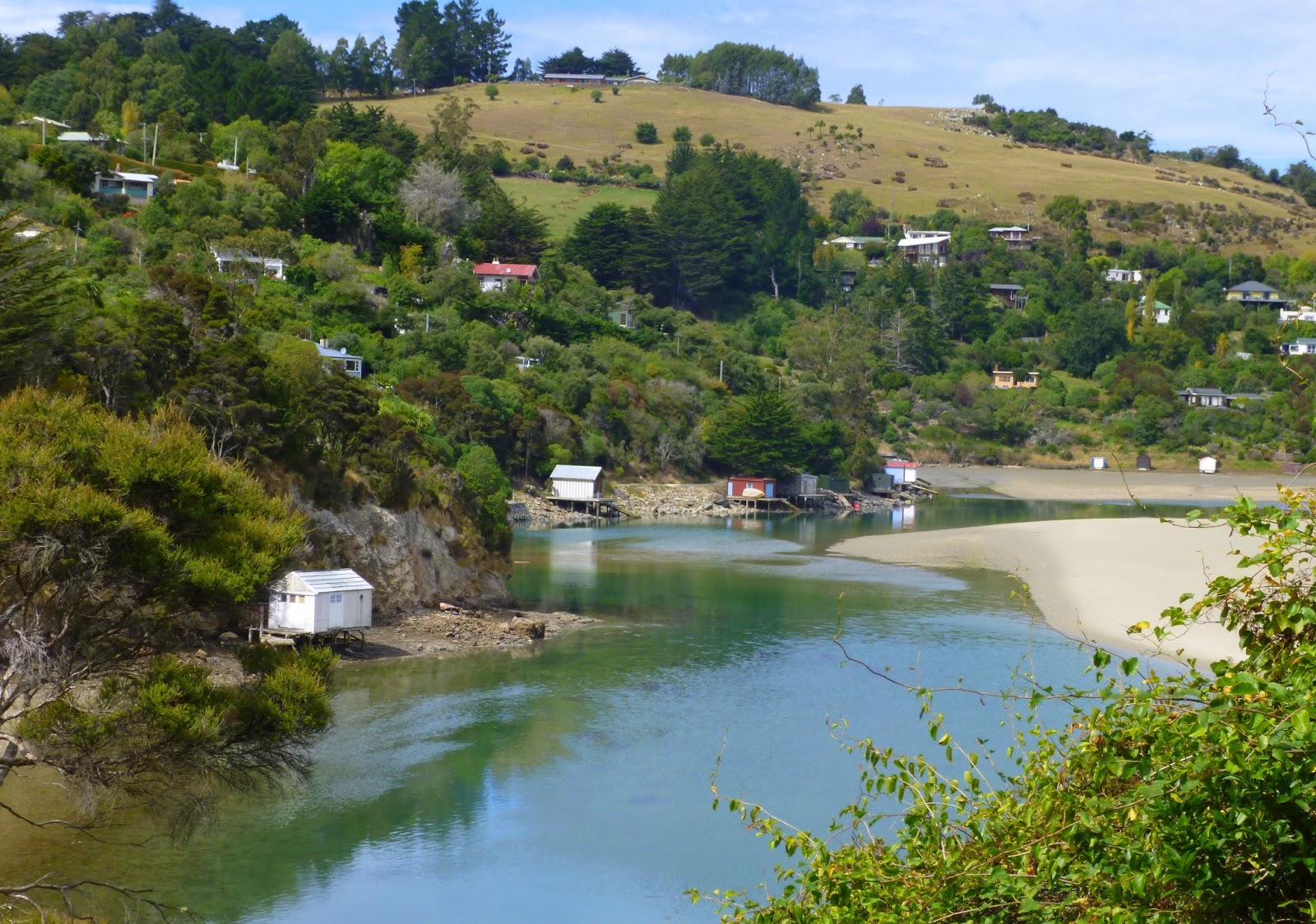 Emerging From The Undergrowth Otago Coast,Mackenzie Country,Hopkins