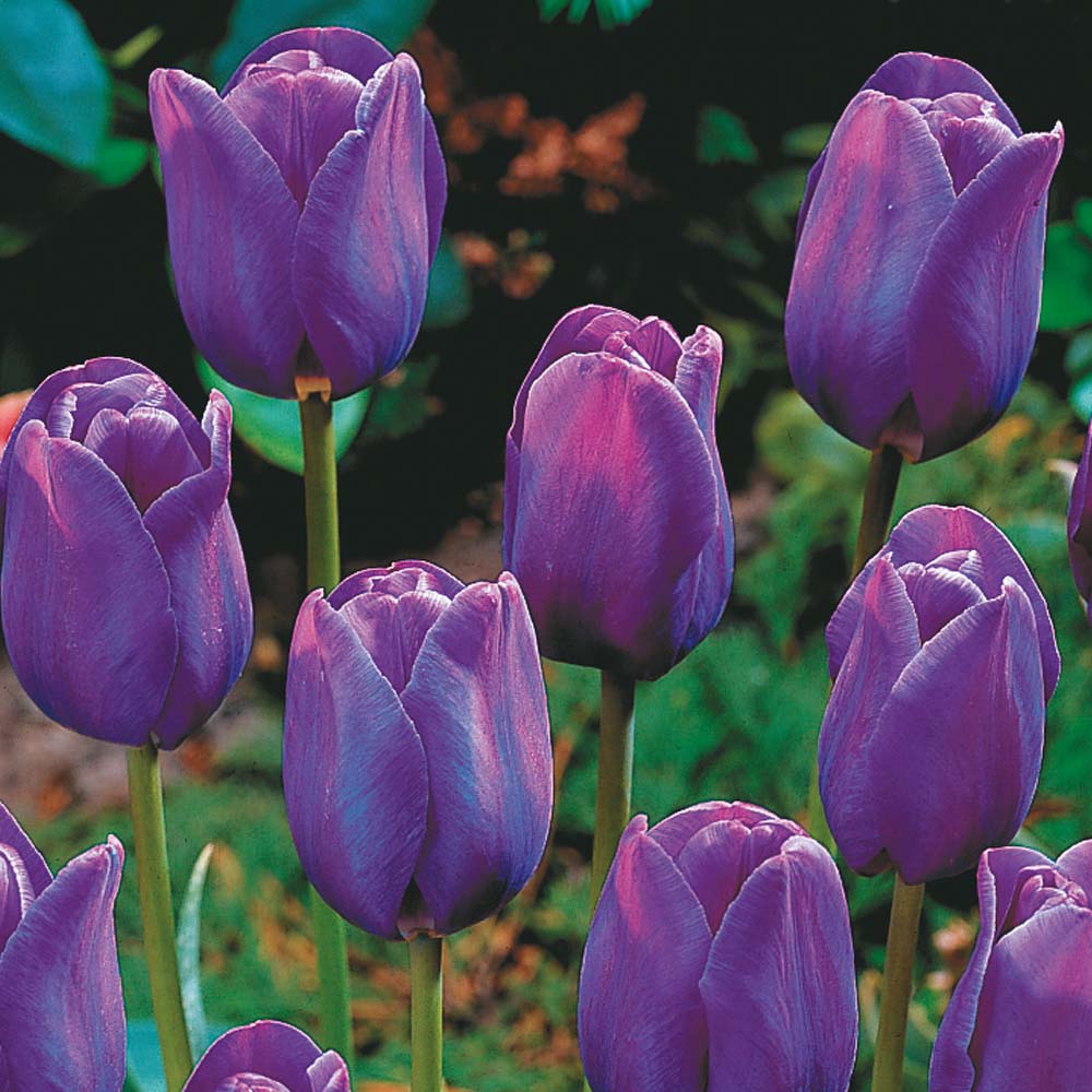 Bunga ku Cinta ku Tulip Ungu Bunga ku Cinta ku Tulip Ungu