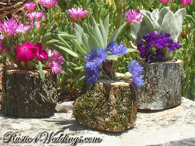 Air Plant Holders | Succulent Plant Holders | Hens And Chicks Planter - Succulent Containers