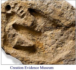 Las huellas en la piedra, prueba sólida de la interacción humana con dinosaurio?