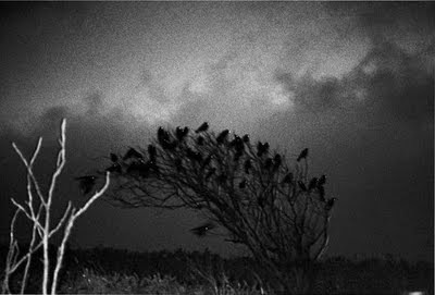 Beyond Obvious: Masahisa Fukase. The Solitude of Ravens.