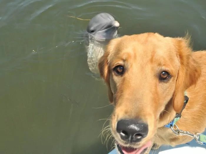 A Golden Retriever And A Dolphin Are Celebrating 8 Years Of Friendship That Blossomed After Meeting In Florida A Golden Retriever And A Dolphin Are Celebrating 8 Years Of Friendship That Blossomed After Meeting In Florida