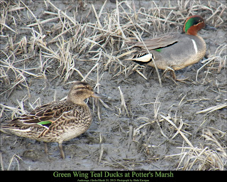 Green-Winged Teal Ducks