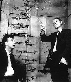 Teori Sel Watson dan Crick