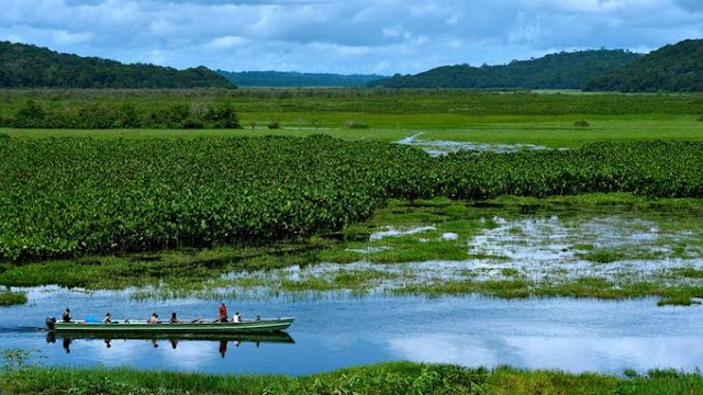 Marais à Kaw Pirogue dans un marais dans la Réserve naturelle de Kaw-Roura en Guyane