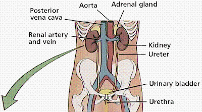 Yoga Therapy: EXCRETORY SYSTEM diagram of kidney tube 