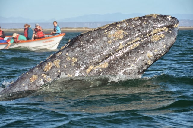 Up close Gray Whale Encounter