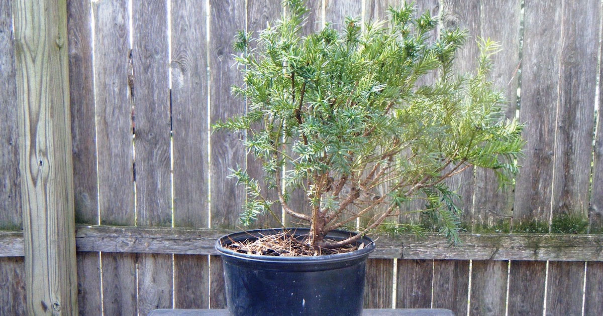 Bonsai In Hoosierland Continuing To Repot With Care