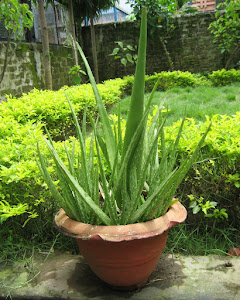 ALOE VERA BARBADENSIS MILLER