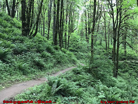Wildwood Trail Portland