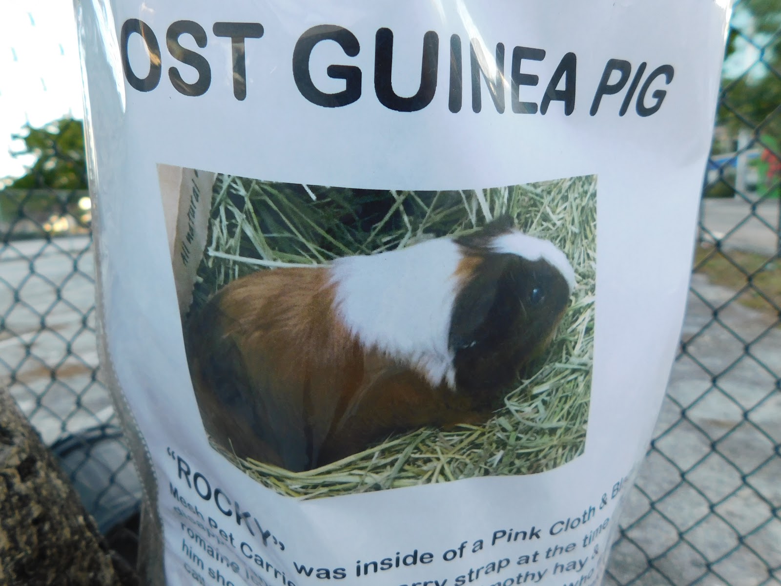 my life on the elist the sofl snapshots lost guinea pig