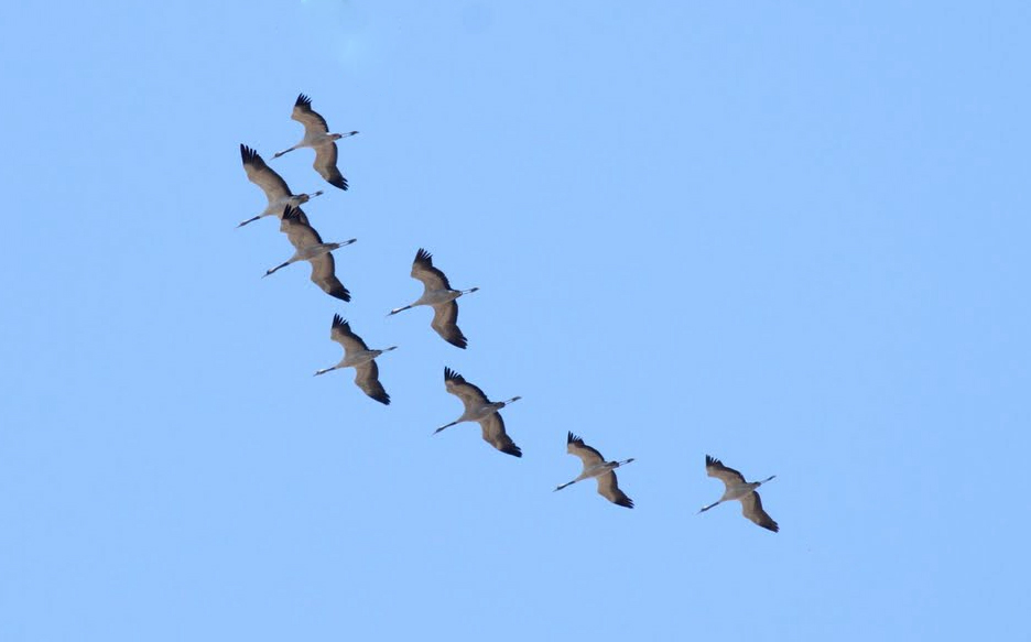 The best birding experiences in Spain The Cranes and Extremadura (Spain)
