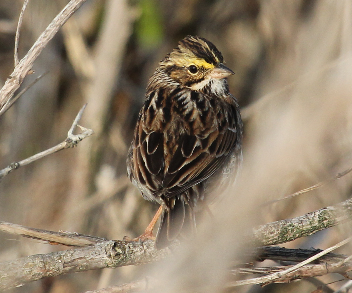 One Bird A Day Day 139 Savannah Sparrow