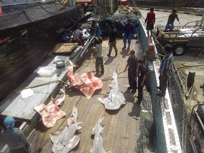 Hasil tangkapan hiu pari yang dieksploitasi secara besar