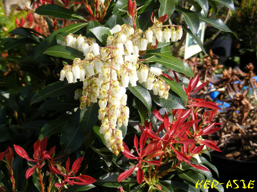 Pieris Shrub Photos Pieris Shrub Images Alamy