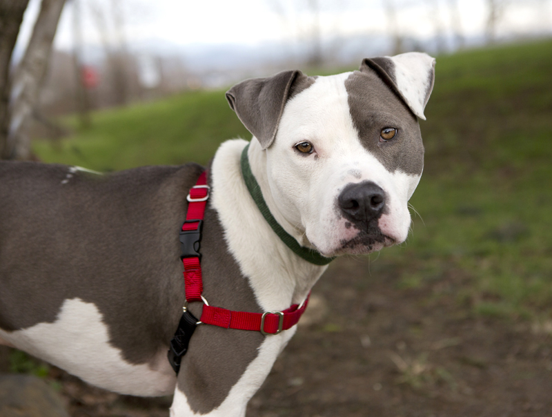 shelter dogs of portland cash a pretty boy
