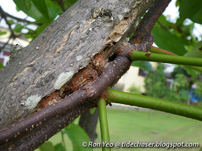 Common Malayan Mistletoe (Dendrophthoe pentandra)