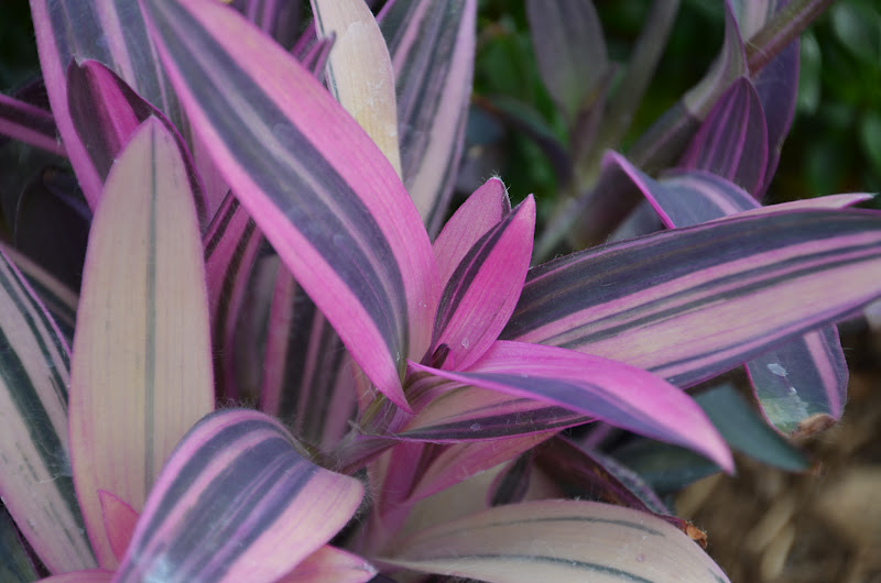 Garden Ally Variegated Purple Heart