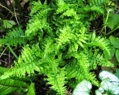 Angela Räpinas: veebruar 2015