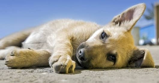 Last call for hopeless pup that lined up to go to the euth room, sadly not one single call
