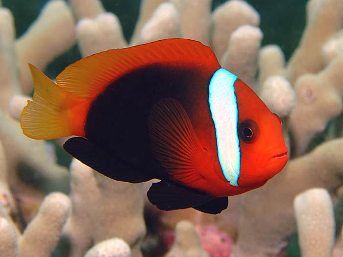 Fish Popular Clownfish For Sale