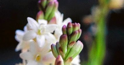 Seminte si plante de gradina hobby: Tuberoze-Polianthes tuberosa