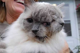Two faces Cat