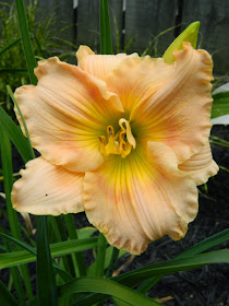 Fairy Tale Pink Hemerocallis daylily by garden muses-not another Toronto gardening blog