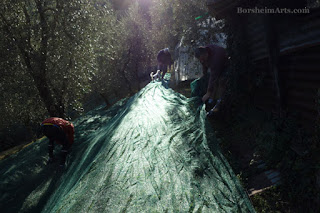 raccolta delle olive Harvest of the Olives Tuscany Setting out Nets