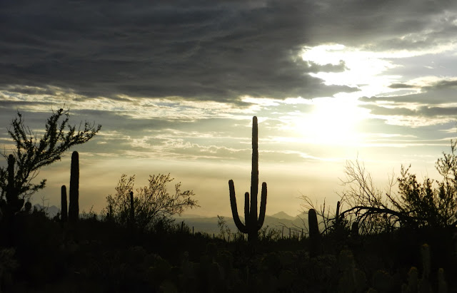 Saguaros coucher de soleil Arizona