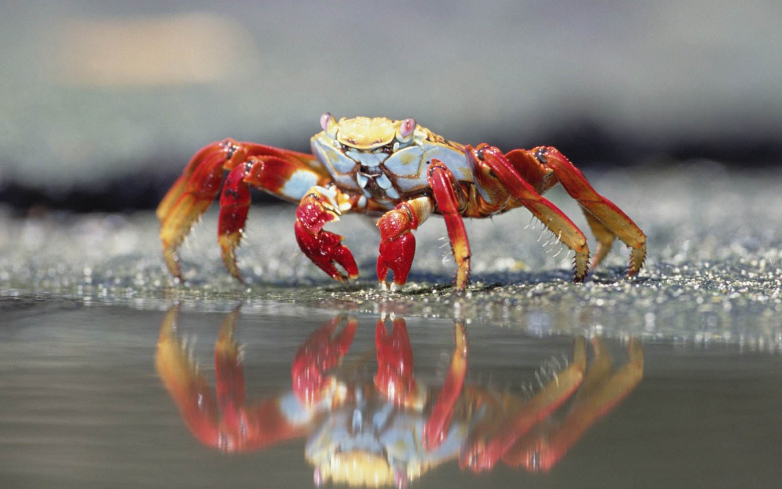 wallpaper Crab Wallpapers