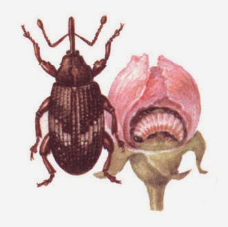 Яблонный цветоед (Anthonomus pomorum) Яблонный цветоед (Anthonomus pomorum)