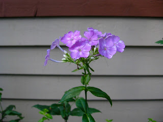 Flower%2Bviolet.jpg