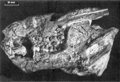 Kayentatherium skull