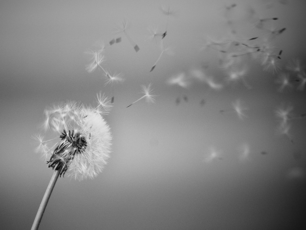 Easy Photo: Il soffione