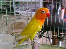 C403d Patokan Atau Ciri Ciri Jenis Warna Pada Lovebird