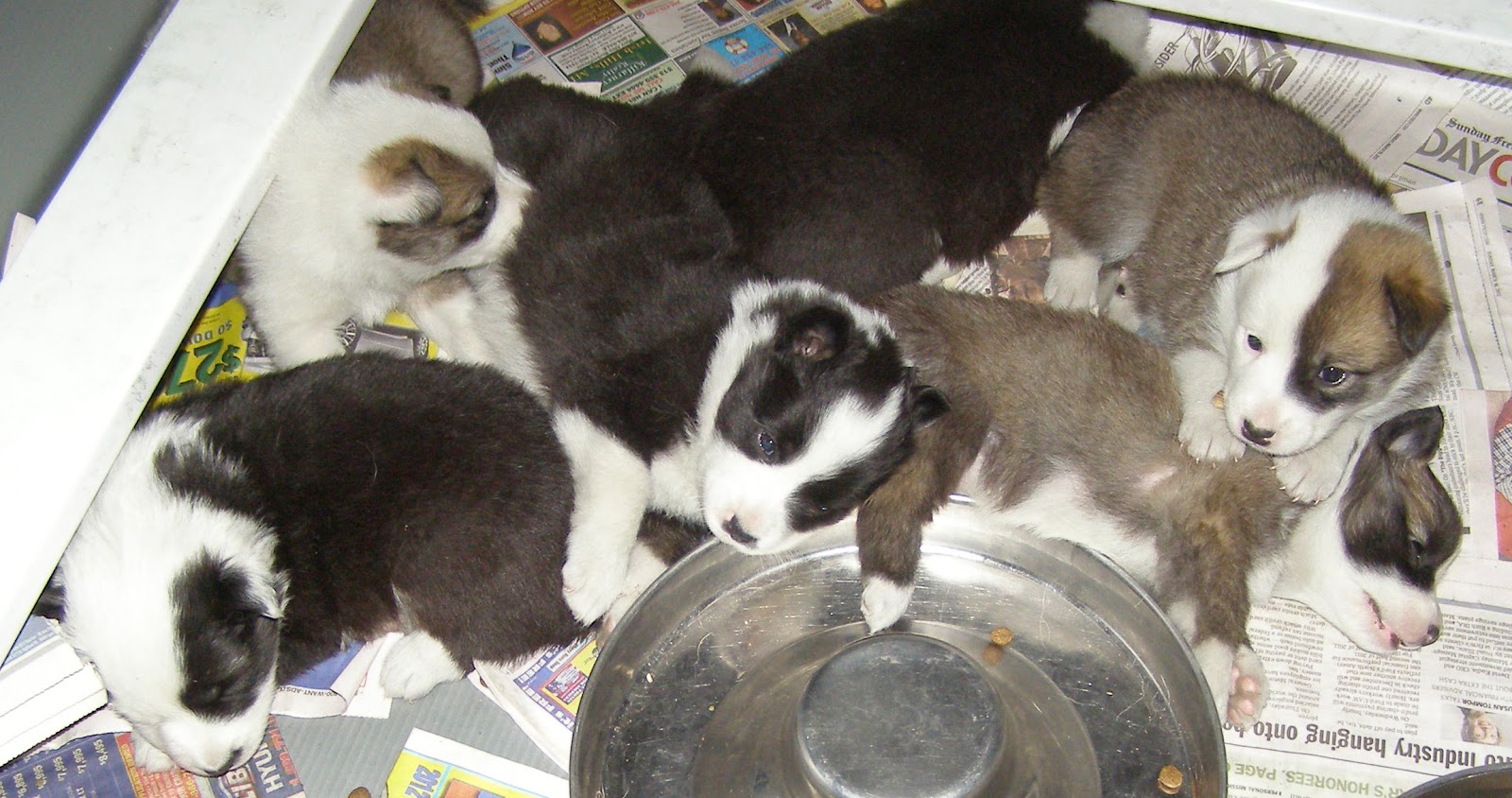Vinlands Icelandics: Icelandic Sheepdog Puppies - Friday, April 27, 2012 Vinlands Icelandics: Icelandic Sheepdog Puppies - Friday, April 27, 2012