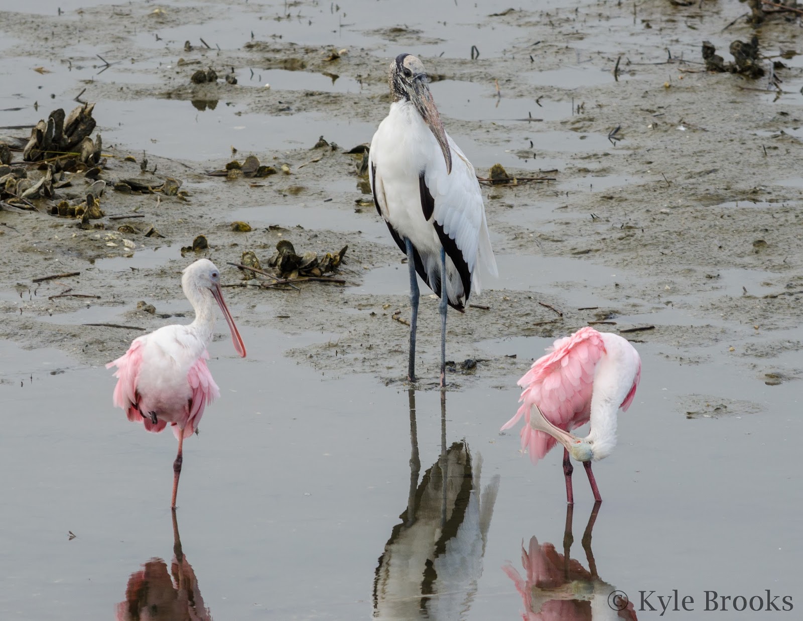 On the Subject of Nature A Few Birds From Huntington Beach State Park